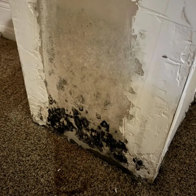 Professional Mold Removal in Warrenton, GA